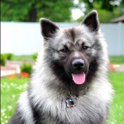 Keeshond Puppies from Keeshond Country Paradise