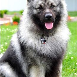 Keeshond Puppies from Keeshond Country Paradise
