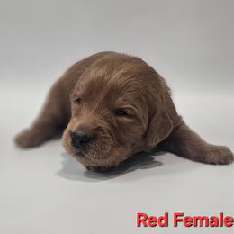Ruby - Red Collar Female - Red  female Goldendoodle puppy in Mocksville, North Carolina from Hunting Creek Farm & Kennel