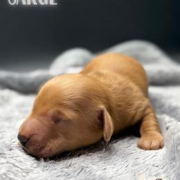 SARGE - Red male Dachshund puppy in Alto, Texas from Double W Doxies