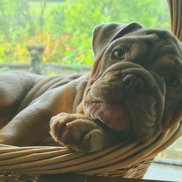 Bulldog Puppies from Pappy's Bullies