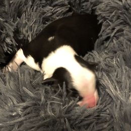 Aussiedoodle and Australian Shepherd Puppies from The Regal Puppy
