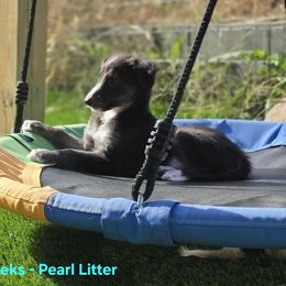 5K - Seal male Silken Windhound puppy in Hanna, Oklahoma from Daybreak Silken Windhounds
