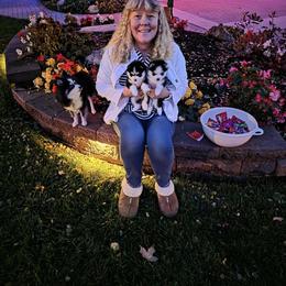 Pomsky Puppies from Mini Pomskies of Ohio