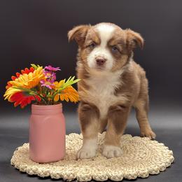 Nash - Red tri male Miniature Australian Shepherd puppy in Covington, Pennsylvania from Rigas Mini Aussies LLC
