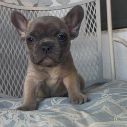 Bear - Blue fawn male French Bulldog puppy in Peoria, Arizona from A Quality French Bulldogs AZ
