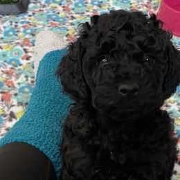 Cockapoo Puppies from Coco's Cocopuffs