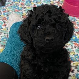 Cockapoo Puppies from Coco's Cocopuffs