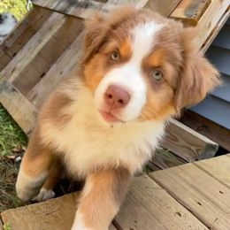 Australian Shepherd Puppies from Wild Atlantic  Aussies