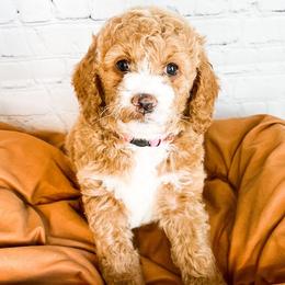 Snow - Goldendoodle puppy in Lehi, Utah from Larsen Litters