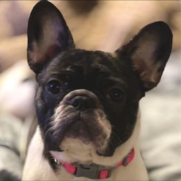 French Bulldogs from Julie's Frenchies
