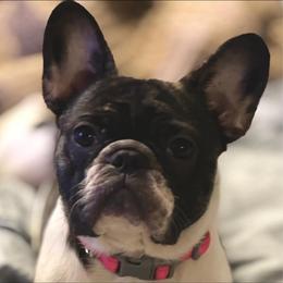 French Bulldogs from Julie's Frenchies