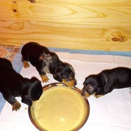 Dachshund Puppies from White River Valley Kennel