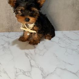 Lady - Black and tan female Yorkshire Terrier puppy in Maple Heights, Ohio from Yorkiesllc