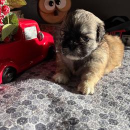 Boy 3 - Black gold and white male Shih Tzu puppy in Eastanollee, Georgia from G & J Shih Tzu