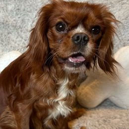 Kaia - Cavalier King Charles Spaniel