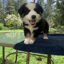 Miniature American Shepherd Puppies from AKC Emerald Minis