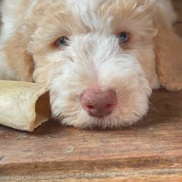 Jinkies - Aussiedoodle puppy from Oldtown Doodles