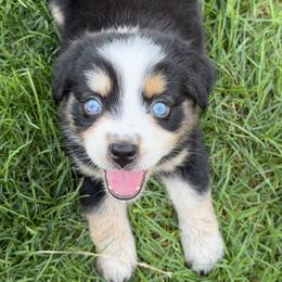 Beau Jr. - Black tri-color male Australian Shepherd puppy in Flemington, New Jersey from Aislin Fields