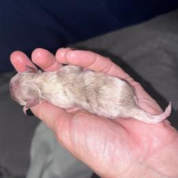 Lav merle girl - Lavender female Pomeranian puppy in Fayetteville, North Carolina from Tar-heel Poms