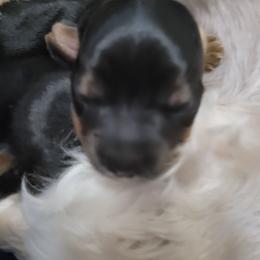 Willow - Black and gold female Yorkshire Terrier puppy in Jacksonville, Florida from Lisa's Yorkshire Terriers