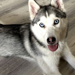 Willow - Siberian Husky