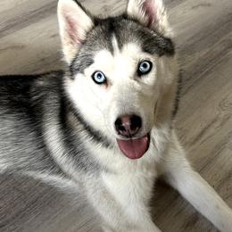 Willow - Siberian Husky