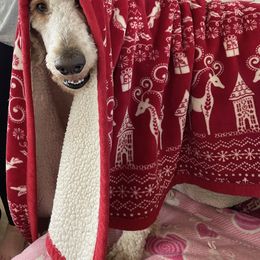 Goldendoodle Puppies from Heavenly Hilltop Farm