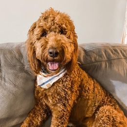 Goldendoodles from Midwest Companions