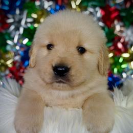 Last Pick Male - Golden male Golden Retriever puppy in Mc Arthur, California from California Golden Love