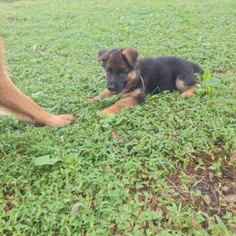 Indy vom LegendLand - Black and red female German Shepherd puppy in Hillsborough County, Florida from Vom Legend Land