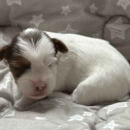 Triton AKC - Chocolate, tan and white male Yorkshire Terrier puppy in Labelle, Florida from Chocolate and Parti Yorkies in Florida