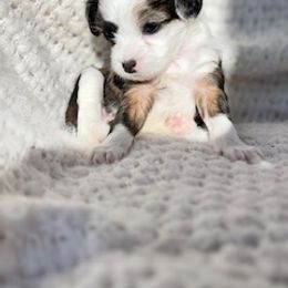 Chinese Crested Puppies from Royal Chinese Crested