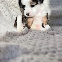 Chinese Crested Puppies from Royal Chinese Crested