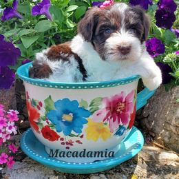 Macadamia - Miniature Schnauzer puppy in Vernal, Utah from High Uinta Schnauzers