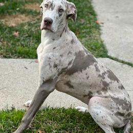 Kenna - Great Dane
