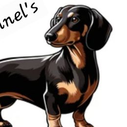 Dachshunds from RR Kennels