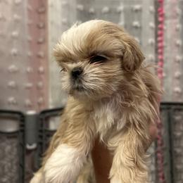 Maisie - Cream and white female Shih Tzu puppy in Statesboro, Georgia from Magnolia Small Breeds