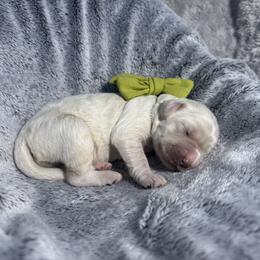 Edward green collar - Cream male Goldendoodle puppy in Lexington, North Carolina from Deborah’s Doodles