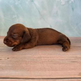 Vader - Chocolate and tan male Dachshund puppy in Florence, Arizona from Doxie Town Az