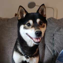Shira - Shiba Inu