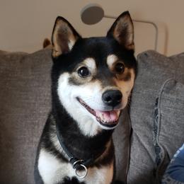 Shira - Shiba Inu