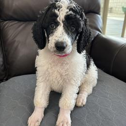 Truffle - Parti female Poodle puppy in Surprise, Arizona from Gentle Paw Goldendoodles