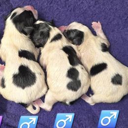 Papillon puppies from Lovely Ladies and Little Asses Miniature Equines (L3A Pomeranians & Papillons)