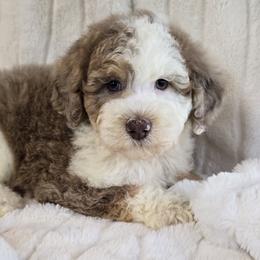 Humility - Red merle male Aussiedoodle puppy in Cleveland, Georgia from Jam's Doodles And Poodles