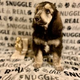 Poodle Puppies from Cosmic Caliber Standard Poodles