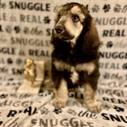 Poodle Puppies from Cosmic Caliber Standard Poodles