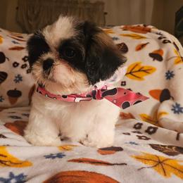 Blue collar  boy - Tricolor male Shih Tzu puppy in Woodsfield, Ohio from ROSE LANE SHIH TZUS