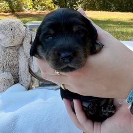 AKC black and tan female - Black and tan female Dachshund puppy in Ozark, Alabama from Honey Hill Dachshunds