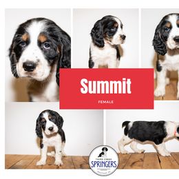 English Springer Spaniel Puppies from Third Creek Springers